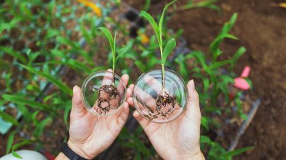 Two hands gently hold two small plants in clear glass vases, showcasing their vibrant green leaves.
